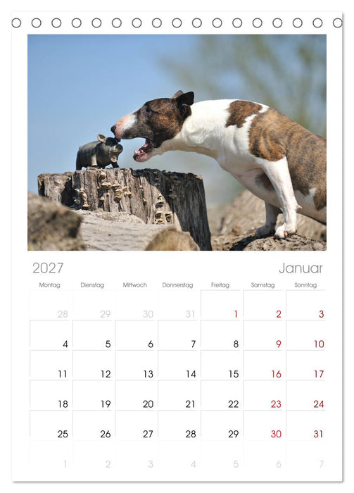 Bullterrier? Was sonst! (CALVENDO Tischplaner A5H 2027)