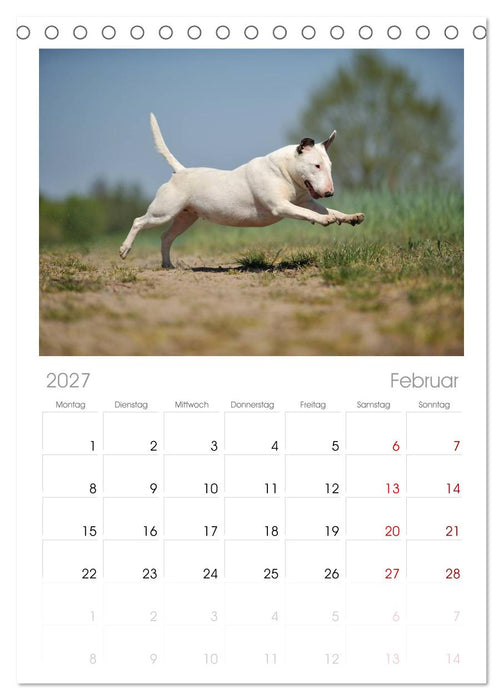 Bullterrier? Was sonst! (CALVENDO Tischplaner A5H 2027)