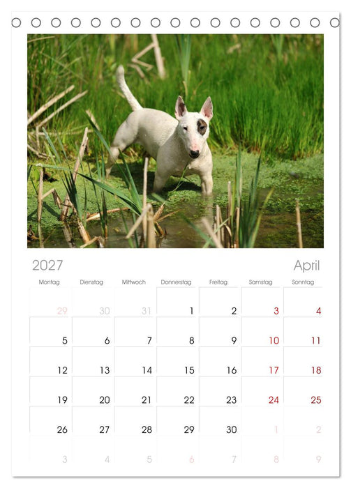 Bullterrier? Was sonst! (CALVENDO Tischplaner A5H 2027)