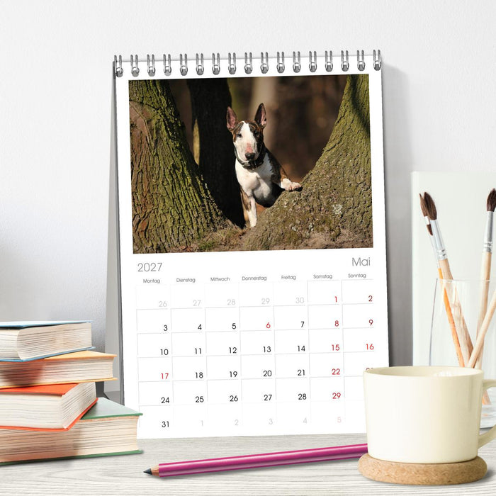 Bullterrier? Was sonst! (CALVENDO Tischplaner A5H 2027)