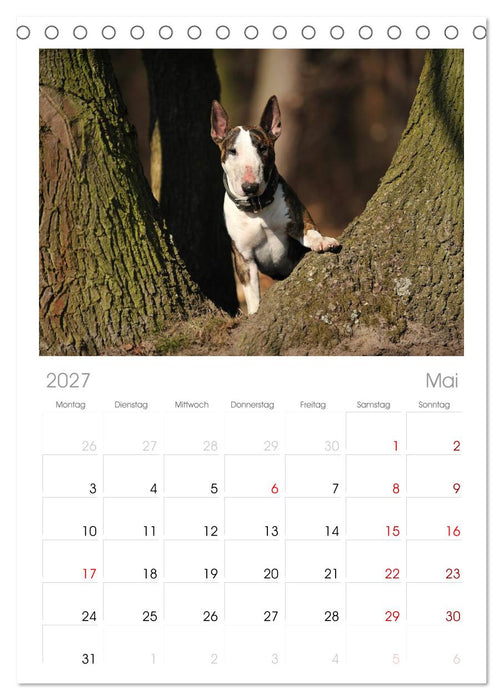 Bullterrier? Was sonst! (CALVENDO Tischplaner A5H 2027)