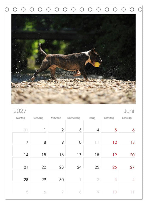Bullterrier? Was sonst! (CALVENDO Tischplaner A5H 2027)