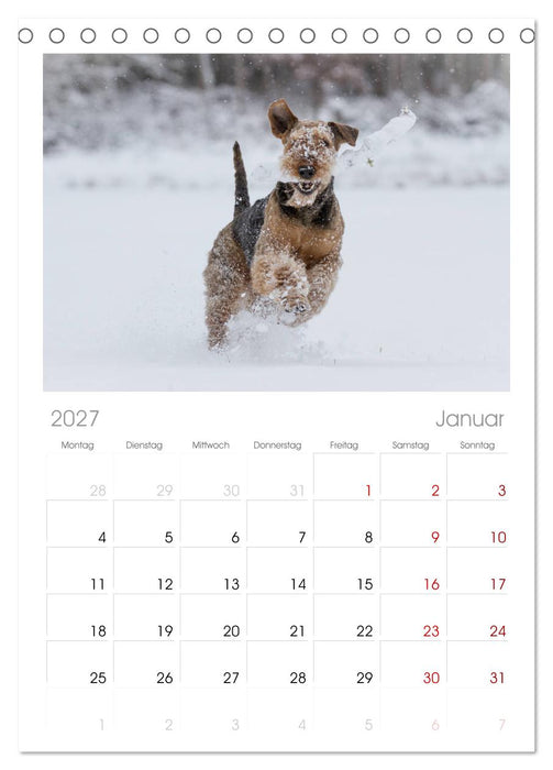 Airedale-Terrier, was sonst! (CALVENDO Tischplaner A5H 2027)