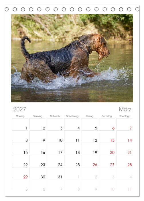 Airedale-Terrier, was sonst! (CALVENDO Tischplaner A5H 2027)