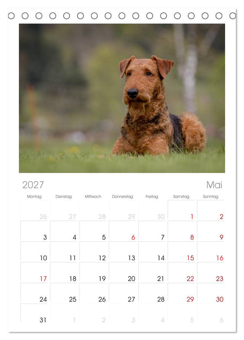 Airedale-Terrier, was sonst! (CALVENDO Tischplaner A5H 2027)