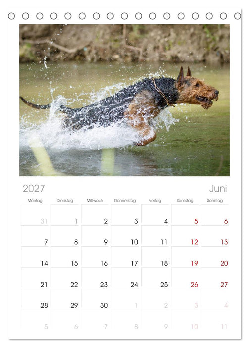 Airedale-Terrier, was sonst! (CALVENDO Tischplaner A5H 2027)