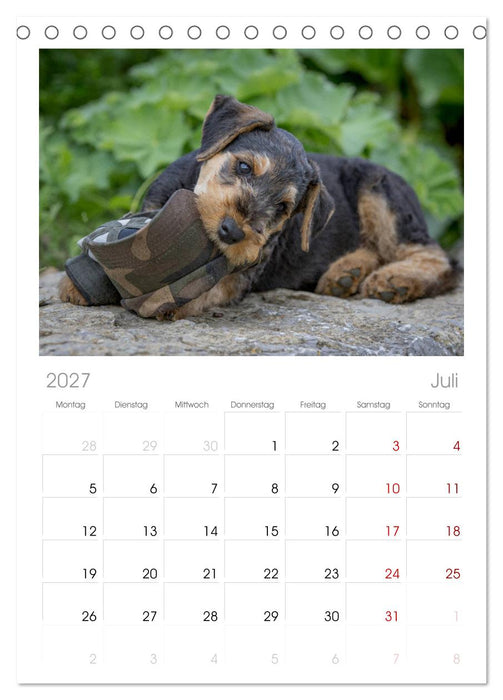 Airedale-Terrier, was sonst! (CALVENDO Tischplaner A5H 2027)