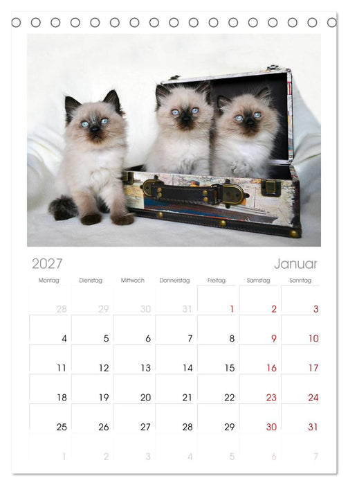 Katzenparade (CALVENDO Tischplaner A5H 2027)