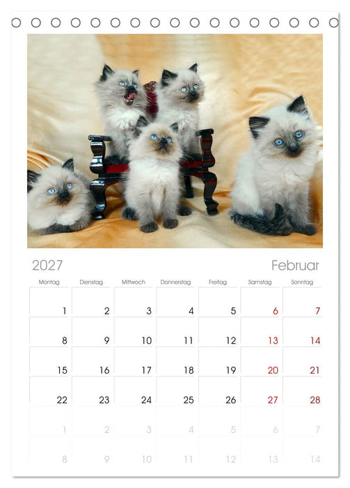 Katzenparade (CALVENDO Tischplaner A5H 2027)