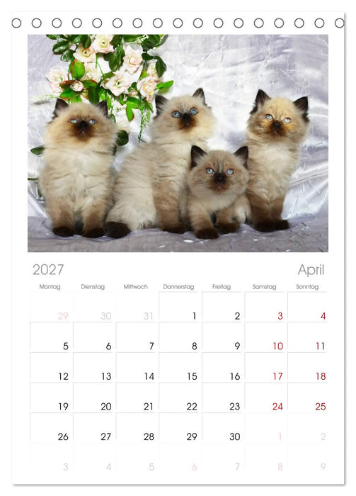 Katzenparade (CALVENDO Tischplaner A5H 2027)