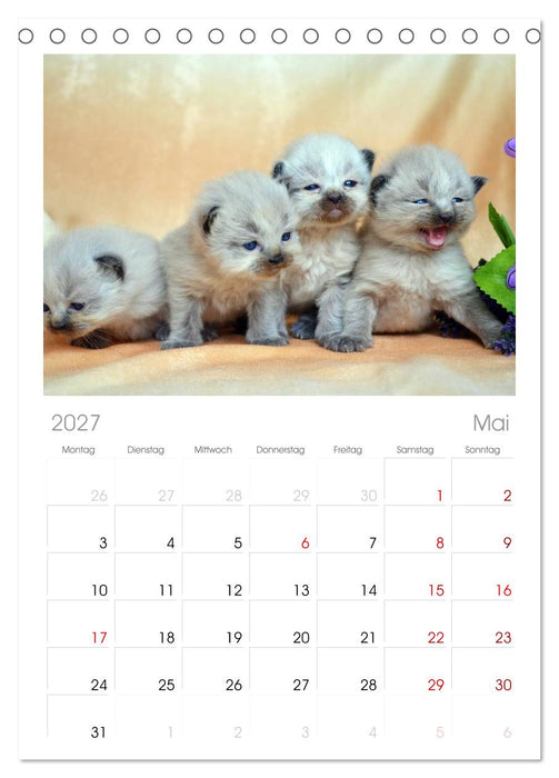 Katzenparade (CALVENDO Tischplaner A5H 2027)