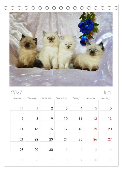 Katzenparade (CALVENDO Tischplaner A5H 2027)