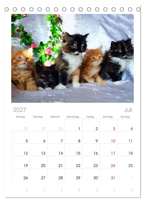 Katzenparade (CALVENDO Tischplaner A5H 2027)