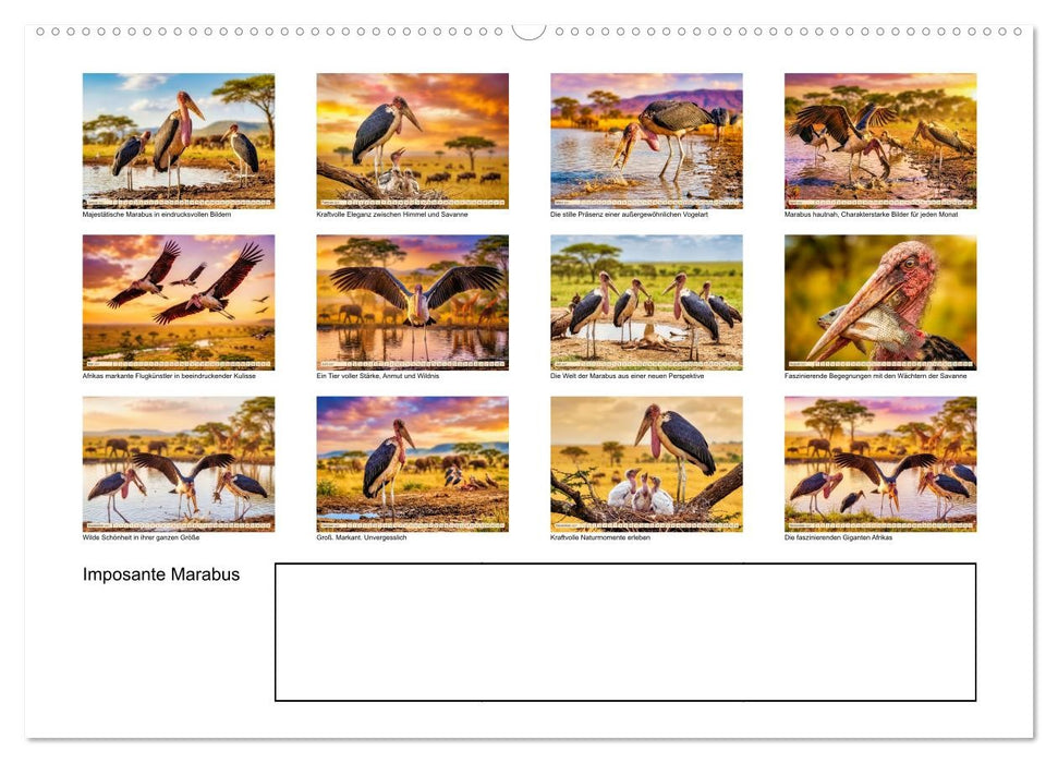 Imposante Marabus (CALVENDO Premium Wandkalender 2027)
