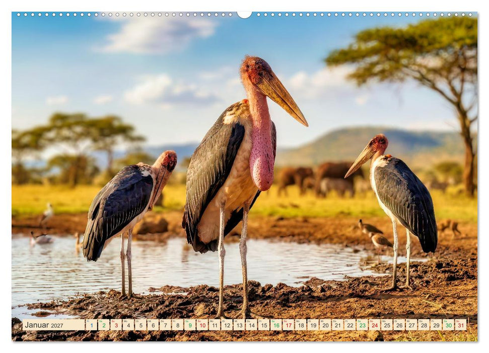 Imposante Marabus (CALVENDO Premium Wandkalender 2027)