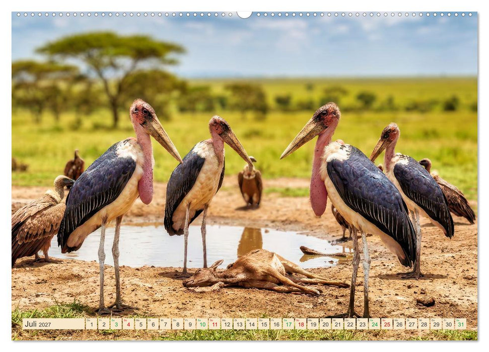 Imposante Marabus (CALVENDO Premium Wandkalender 2027)