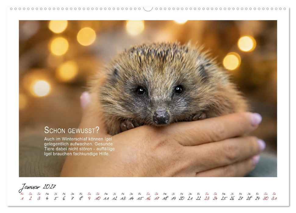 Stachelige Helden (CALVENDO Wandkalender 2027)