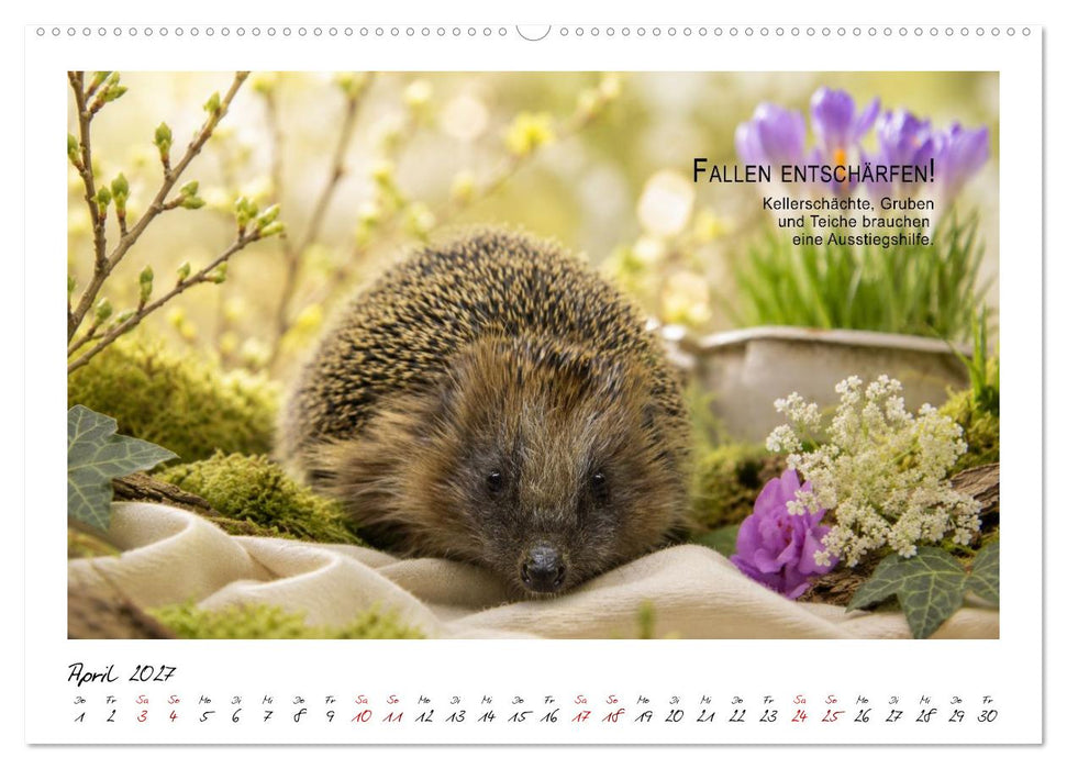 Stachelige Helden (CALVENDO Wandkalender 2027)