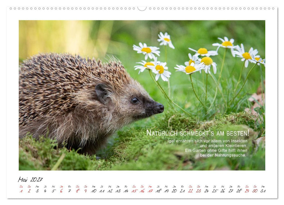 Stachelige Helden (CALVENDO Wandkalender 2027)