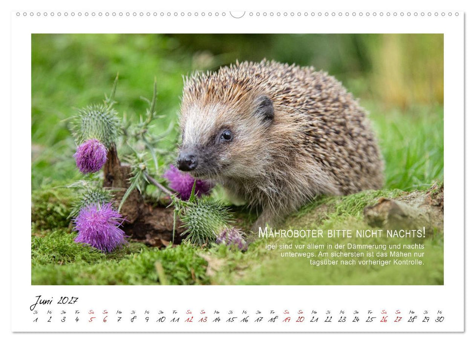Stachelige Helden (CALVENDO Wandkalender 2027)