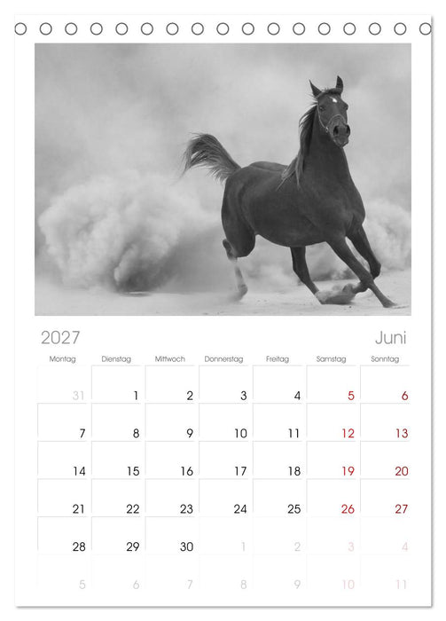 Arabische Pferde (CALVENDO Tischplaner A5H 2027)