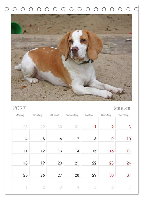 Beagle (CALVENDO Tischplaner A5H 2027)