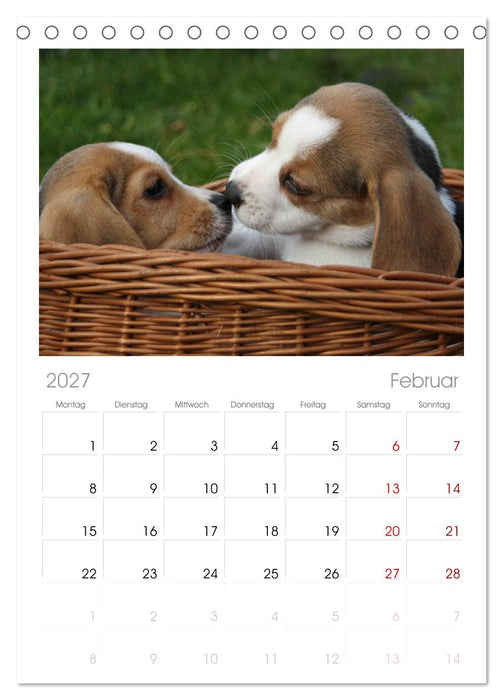 Beagle (CALVENDO Tischplaner A5H 2027)