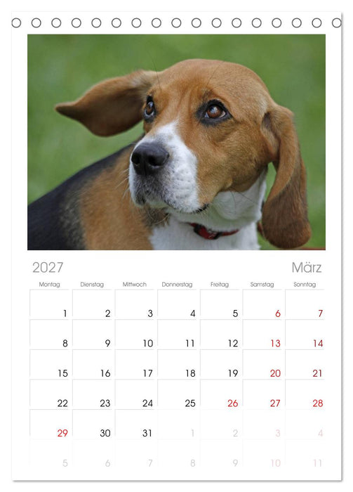 Beagle (CALVENDO Tischplaner A5H 2027)