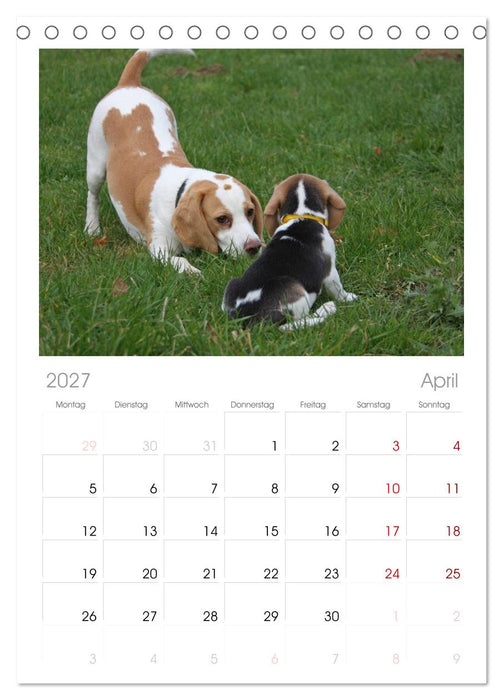 Beagle (CALVENDO Tischplaner A5H 2027)