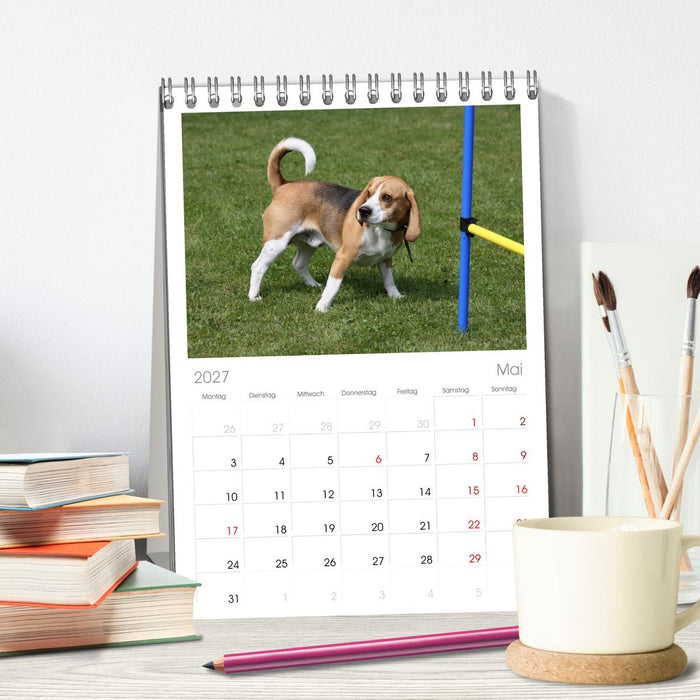 Beagle (CALVENDO Tischplaner A5H 2027)