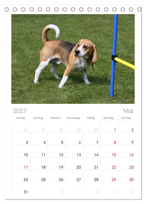 Beagle (CALVENDO Tischplaner A5H 2027)