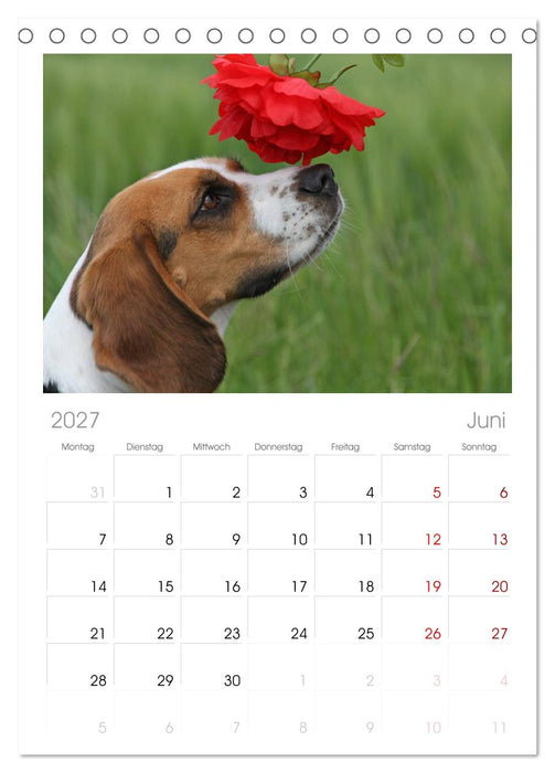 Beagle (CALVENDO Tischplaner A5H 2027)