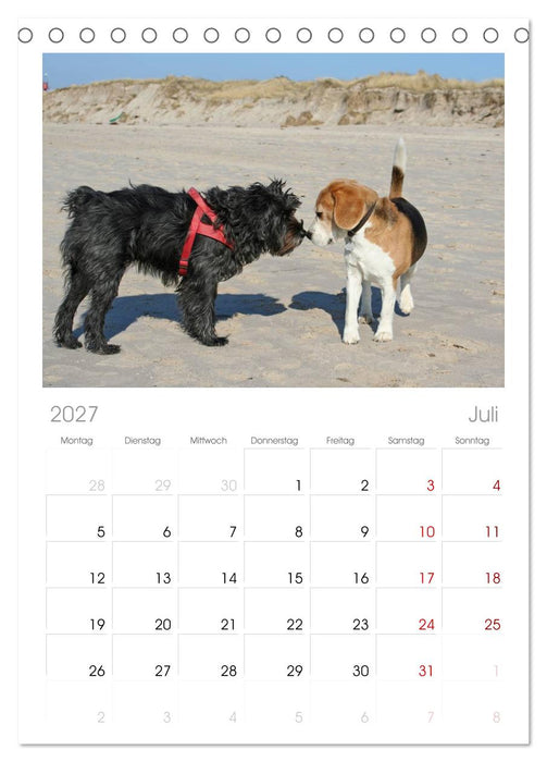 Beagle (CALVENDO Tischplaner A5H 2027)