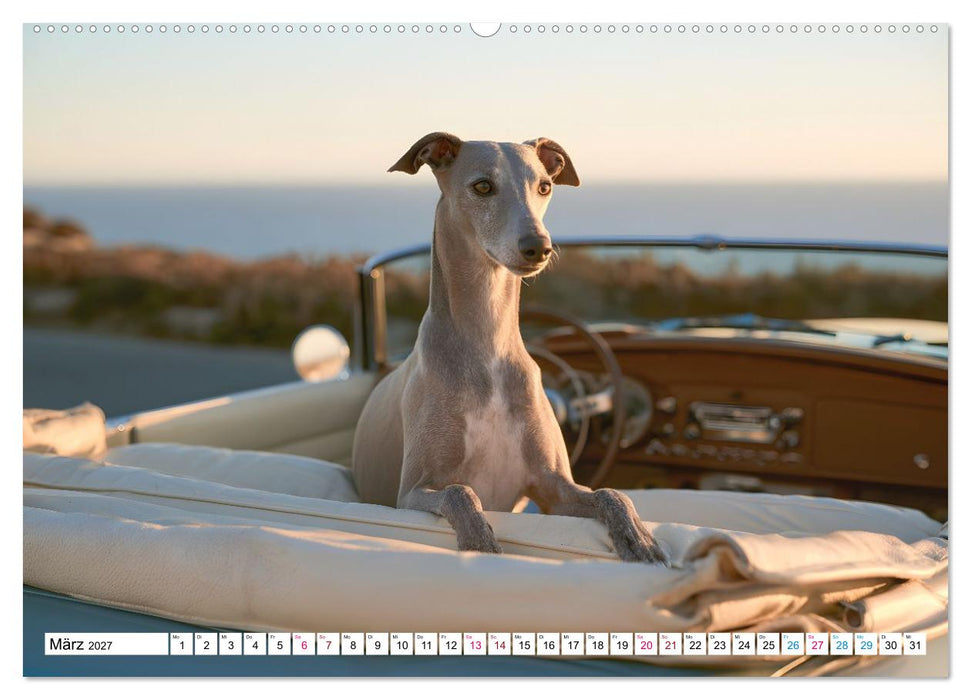 Edle Hunde (CALVENDO Premium Wandkalender 2027)