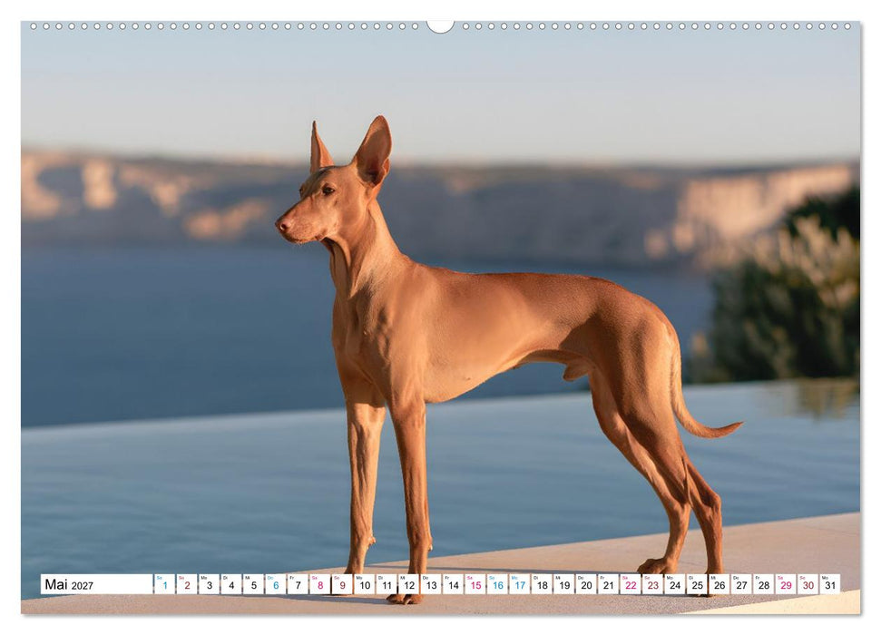 Edle Hunde (CALVENDO Premium Wandkalender 2027)