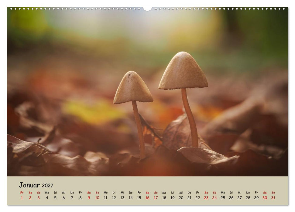 Wunderwelt der Pilze (CALVENDO Wandkalender 2027)