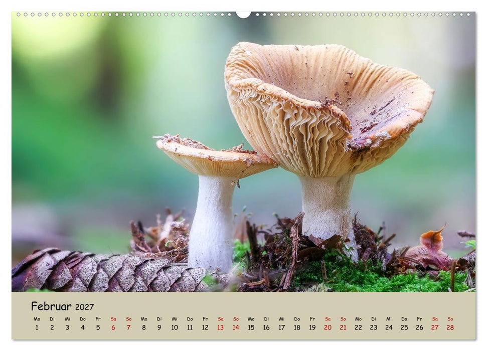 Wunderwelt der Pilze (CALVENDO Wandkalender 2027)