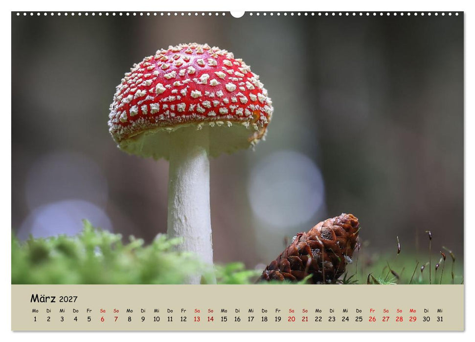 Wunderwelt der Pilze (CALVENDO Wandkalender 2027)
