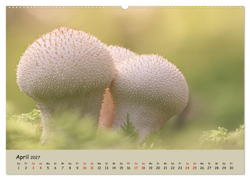 Wunderwelt der Pilze (CALVENDO Wandkalender 2027)