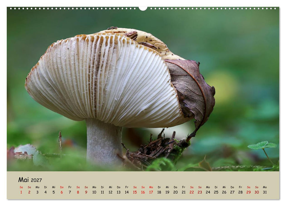 Wunderwelt der Pilze (CALVENDO Wandkalender 2027)