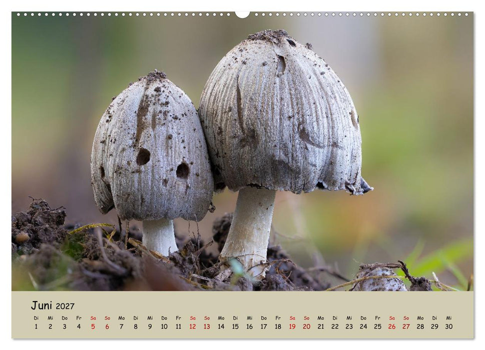 Wunderwelt der Pilze (CALVENDO Wandkalender 2027)