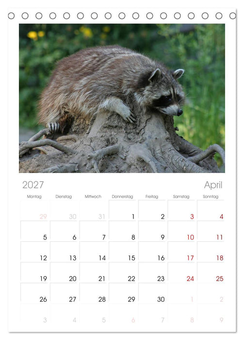 Waschbären (CALVENDO Tischplaner A5H 2027)