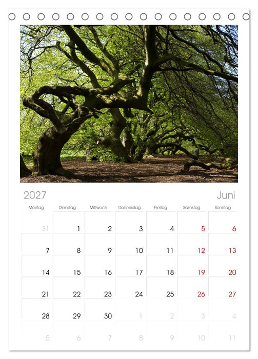 Baum-Variationen (CALVENDO Tischplaner A5H 2027)