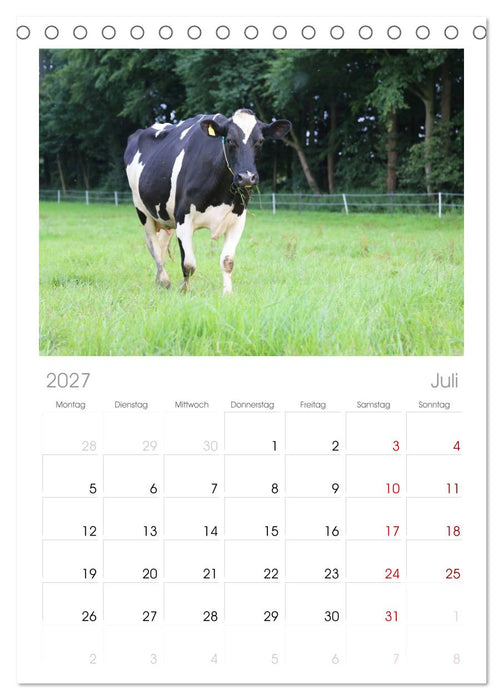 Sanfte Holsteiner (CALVENDO Tischplaner A5H 2027)