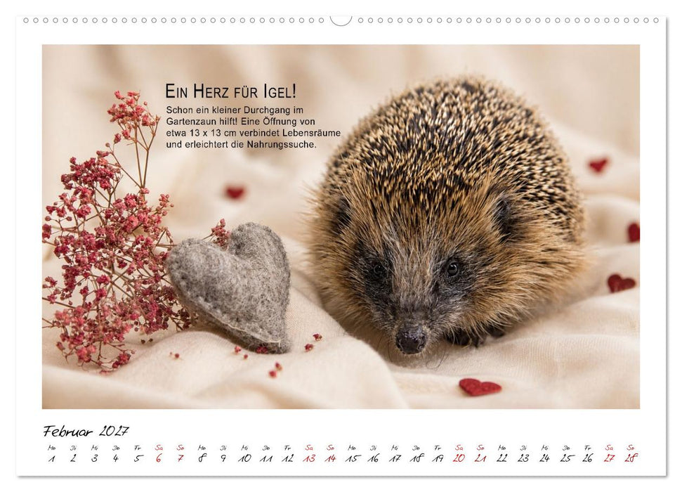 Stachelige Helden (CALVENDO Premium Wandkalender 2027)