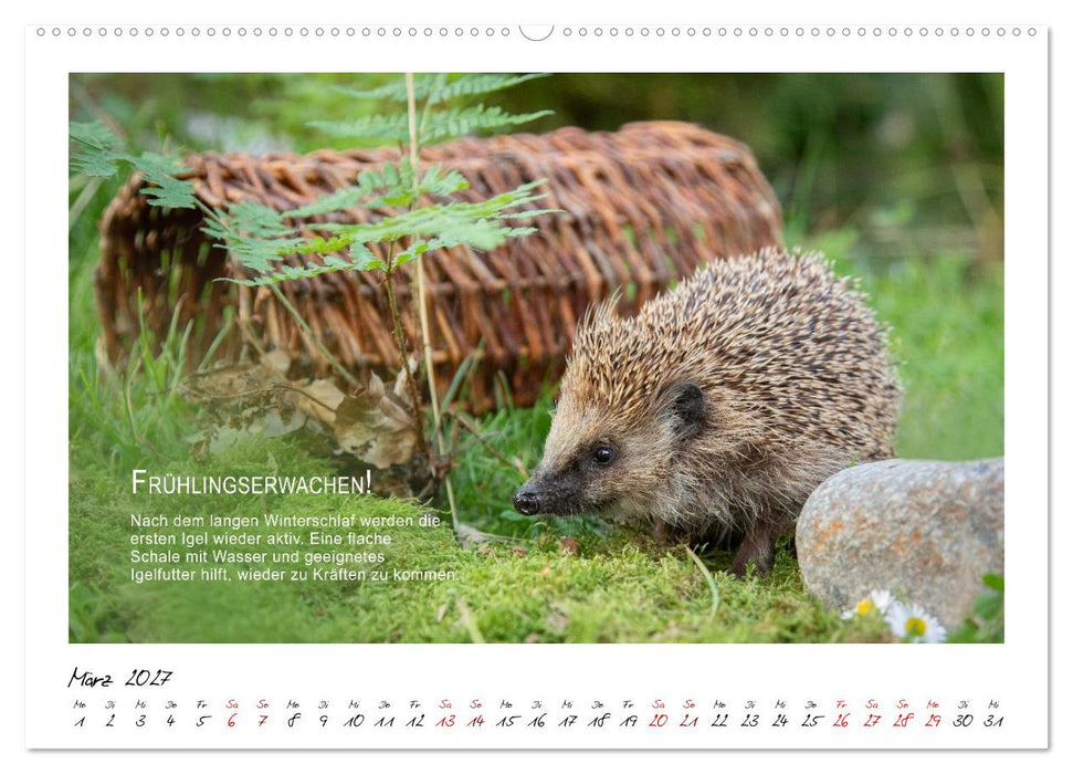 Stachelige Helden (CALVENDO Premium Wandkalender 2027)