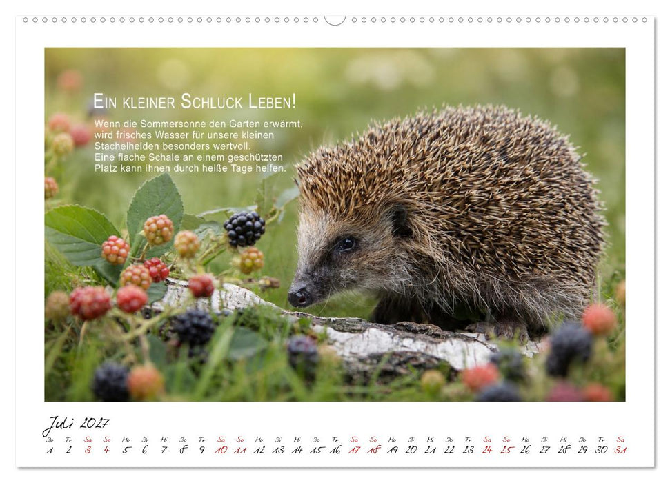 Stachelige Helden (CALVENDO Premium Wandkalender 2027)