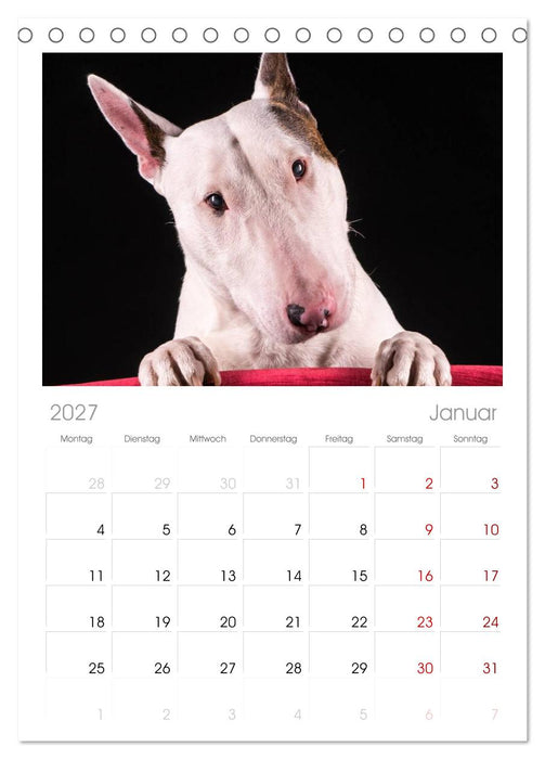 Bullterrier (CALVENDO Tischplaner A5H 2027)