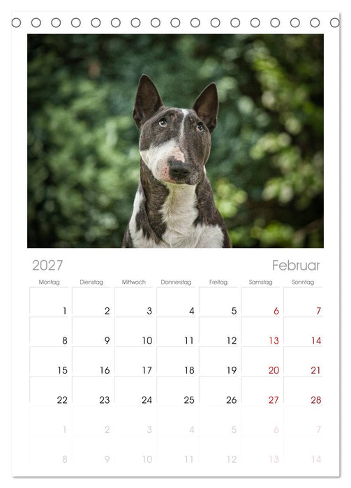 Bullterrier (CALVENDO Tischplaner A5H 2027)