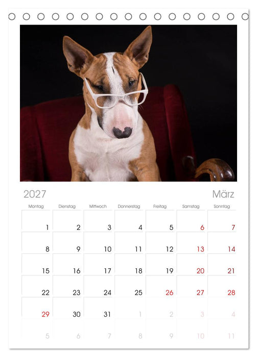 Bullterrier (CALVENDO Tischplaner A5H 2027)